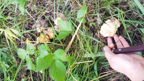 Eine Hand hält ein Messer und schneidet einen frisch geernteten Pilz aus dem Gras, um ein leckeres Pilzgericht zuzubereiten.