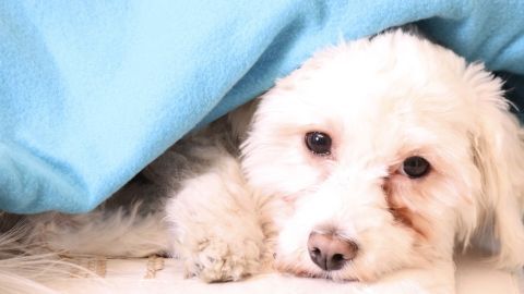 Ein Hund liegt gemütlich unter einem blauen Fleece-Bettzeug, entspannt mit einem ruhigen Gesichtsausdruck.