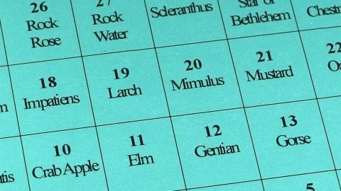Kranken oder welken Blumen helfen mit Bachblüten-Notfalltropfen. Eine Tabelle zeigt verschiedene Bachblüten und ihre Nummern, gekennzeichnet und sortiert auf einem blauen Hintergrund.
