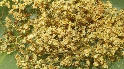 Bei starkem Husten hilft ein Tee aus getrockneten Holunderblüten. Wenn möglich ziemlich heiß trinken. Trocken Holunderblüten liegen auf einem grünen Blatt und sind bereit für die Zubereitung von Holunderblütentee gegen Husten.