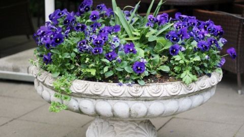 Ein Blumenkübel aus Stein steht auf einem Gehweg und ist mit lila Blumen und grünen Pflanzen bepflanzt.