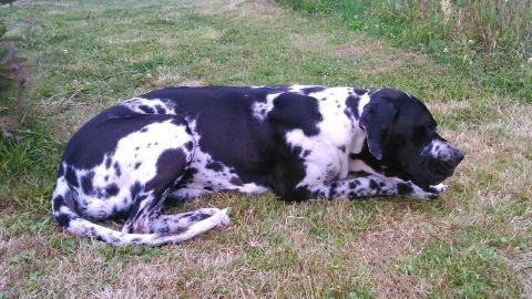 Ein großer Hund liegt gemütlich auf grünem Gras und ruht sich aus, umgeben von einem ruhigen Garten.