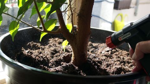 Fliegen in der Blumenerde beseitigen mit einem Gemisch aus lauwarmem Wasser, Öl, Salz und Backpulver.