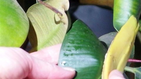 Eine Hand hält ein Gummibaumblatt, während ein weiteres Blatt gepflegt wird. Bananenschalen könnten dabei verwendet werden.