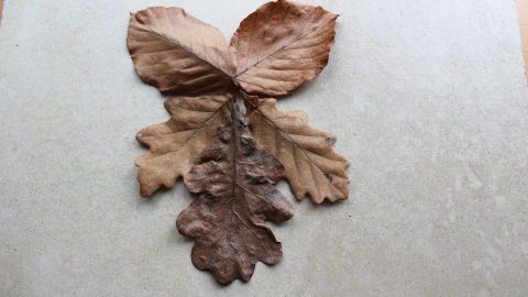 Ein dekoratives Arrangement aus getrockneten Blättern liegt auf einer hellen Oberfläche und schafft einen natürlichen Wandschmuck.