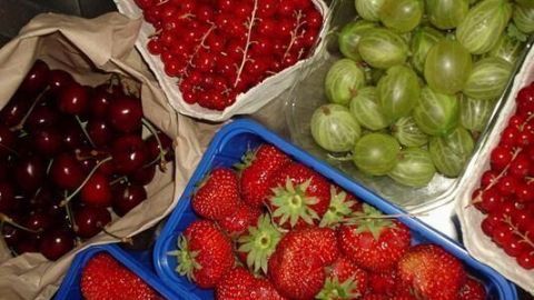 Frische Früchte wie Erdbeeren, Johannisbeeren, Stachelbeeren und Kirschen in Schalen, bereit zur Verarbeitung zu Fruchtaufstrich.