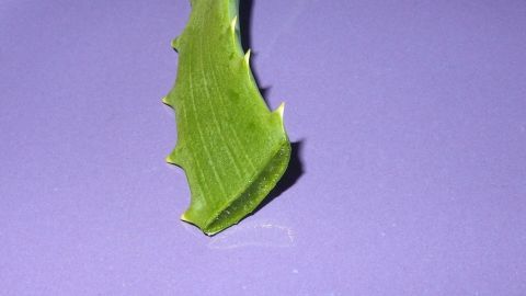 Der Inhalt der Aloe Vera Pflanze ist sehr gesund fürs Haar. Einfach den Inhalt rausschneiden, quetschen, verrühren oder auch mixen, so dass es flüssig wird. Ins Haar einmassieren und 20 Minuten einwirken lassen. Ein frisches Aloe-Vera-Blatt liegt auf einem lila Hintergrund und bringt Nutzen für die Haare durch seine Nährstoffe.