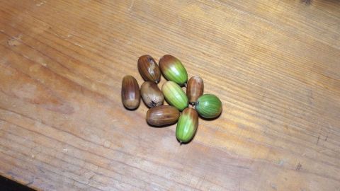 Eine Ansammlung von Holzwürmern liegt auf einer hölzernen Oberfläche, umgeben von der natürlichen Holzstruktur des Tisches.
