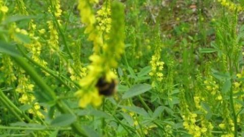 Gelber Steinklee wächst üppig in einer Wiese, eine Hummel sitzt auf einer der Blüten, umgeben von grüner Vegetation.
