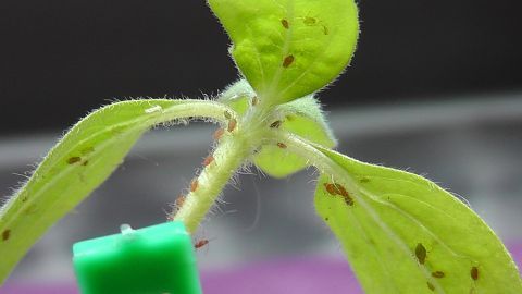 Eine grüne Pflanze mit gelben Blättern wird von zahlreichen Blattläusen befallen, während sie in einem hellen Raum steht.