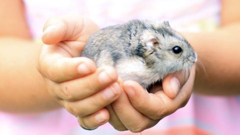 Ein Hamster wird sanft von einem Kind in den Händen gehalten, umgeben von einer bunten, freundlichen Umgebung.