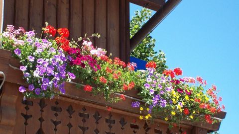 Bunte Blühpflanzen stehen auf einem Holzbalustrade und genießen die Sonne an einem blauen Himmel. Hornspäne könnten hier helfen.