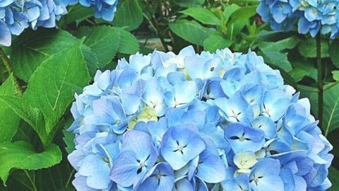 Mit Eisendünger erzielst du diese intensiven Blautöne bei Hortensien – so sorgt die richtige Pflege für strahlende Blüten im Garten.