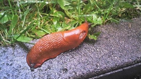 Nacktschnecke kriecht über einen nassen Steg neben saftig grünem Gras.