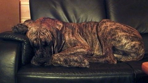 Ein Hund liegt entspannt auf einem dunklen Ledersofa und scheint zu schlafen, umgeben von einem gemütlichen Raum.