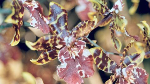 Spezialerde für Orchideen ist ziemlich teuer. Alternativ kann man beim Umtopfen normale Einheitserde mit mindestens der Hälfte Sand mischen. Eine bunte Orchidee mit auffälligen, gefleckten Blüten wächst prächtig in einem hellen, natürlichen Umfeld.