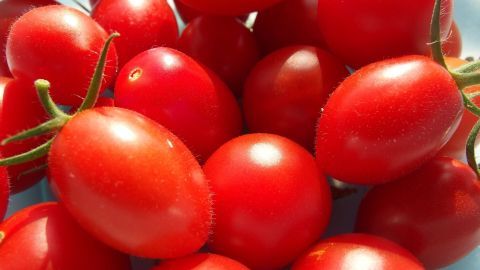Mithilfe von Puderzucker werden Tomaten beim Trocknen im Backofen weniger muffig. Saftige, rote Tomaten liegen nebeneinander und werden für das Trocknen im Backofen mit Puderzucker vorbereitet.