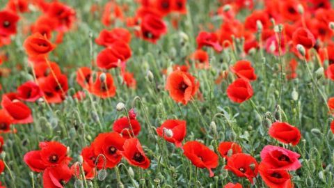 Rote Mohnblumen blühen lebhaft im Feld, umgeben von grünen Stängeln und Knospen in einer natürlichen Landschaft.