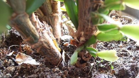 Beim Umtopfen nehme ich irgendein ausrangiertes Stück Stoff, schneide ein passendes Stück ab und lege es in den Blumentopf, bevor die Pflanze eingetopft wird. Das erfüllt seinen Zweck mindestens so gut, wie Tonscherben. Eine Pflanze steht in einem Topf mit Erde, während die Wurzeln sichtbar umtopfen und sich im Boden verankern.
