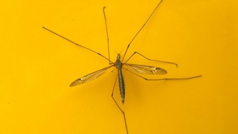 Einzelne Mücken ohne Flecken "beseitigen"