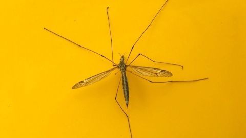 Mücken können einem viel Schlaf und Nerven rauben! Lies hier, wie du einzelne Mücken - ohne Flecken zu hinterlassen - "beseitigst". Eine einzelne Mücke ohne Flecken sitzt auf einer gelben Oberfläche, während sie regungslos verharrt.