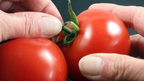 Zwei frische, rote Tomaten werden von Händen gehalten, während eine Hand eine Tomate sanft anfasst.