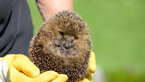 Ein kleiner Igel wird von einer Person mit gelben Handschuhen in einem grünen Umfeld gehalten, der friedlich aussieht.
