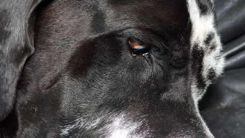 Hund muss bittere Medizin nehmen, was ist zu tun? Hilfreicher Tipp zum Verabreichen von Tropfen. Ein Hund mit trübem Blick sitzt ruhig auf einem schwarzen Untergrund, möglicherweise aufgrund einer bitteren Medizin.