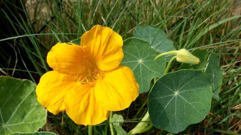 Leuchtende Kapuzinerkresse blüht, umgeben von sattem Grün, ideal zur Bekämpfung von Läusen im Garten.