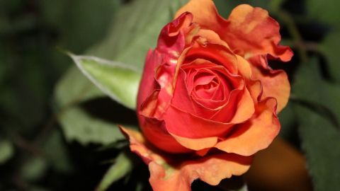 Rosen blühen prächtig in orangerot und stehen gesund zwischen grünen Blättern, ideal geschützt gegen Läuse.
