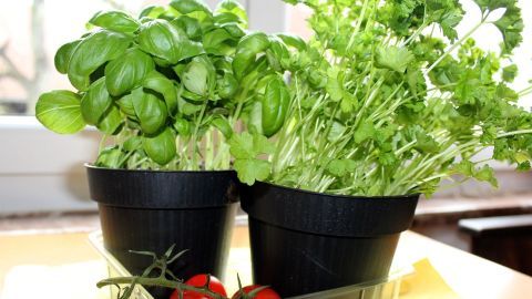 Plastikschälchen von Cocktail-Tomaten nicht wegwerfen