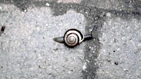 Schnecke kriecht auf Kiesweg; Betonte Muster des Schneckenhauses vor grauem Hintergrund.