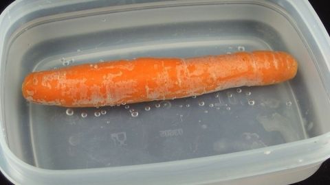 Eine orange Karotte schwimmt in einem Wasserbehälter, um wieder knackig und frisch zu werden.