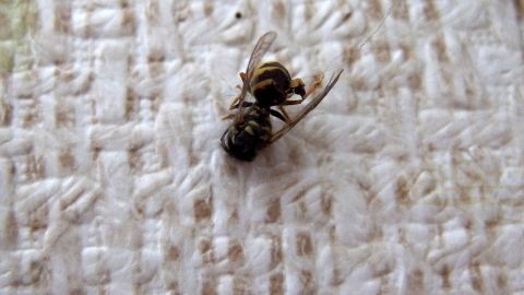 Damit Wespen einen Raum meiden, kann man ein Schälchen mit Salmiakgeist hinein stellen. Ein insektenähnliches Tier liegt auf einer strukturierten Oberfläche und scheint unbeweglich zu sein, was auf die Wirkung von Salmiakgeist gegen Wespen hindeutet.