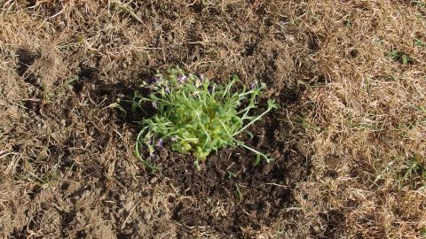 Dreckige Fingernägel nach der Gartenarbeit wieder sauber bekommen. Eine kleine Pflanze wächst in brauner Erde, während um sie herum der restliche Boden trocken und unfruchtbar aussieht.