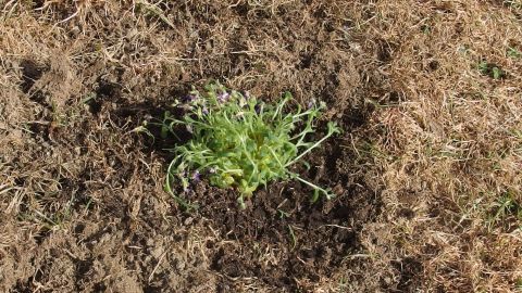 Saubere Fingernägel nach der Gartenarbeit