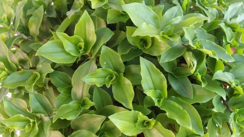 Üppige grüne Pflanzen zeigen, wie sie sanft besprüht werden, um sie zu duschen, ohne dabei Dreck zu hinterlassen.