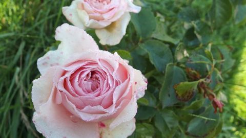 Zwei pinke Rosen blühen üppig im grünen Garten, umgeben von frischem Gras und sanften Blättern.