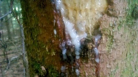 Harzflecken kann man erfolgreich aus Kleidung entfernen: Fleck mit Wasser und Terpentinöl einreiben, ein Löschpapier darüberlegen und den Fleck rausbügeln. Ein Baumstamm zeigt Harzflecken, während Terpentinöl darauf aufgetragen wird. Die Umgebung wirkt natürlich und waldreich.