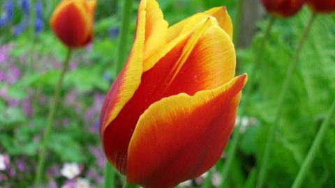 Eine leuchtend orangefarbene Tulpe blüht in einem grünen Garten, umgeben von weiteren bunten Blumen und Pflanzen.