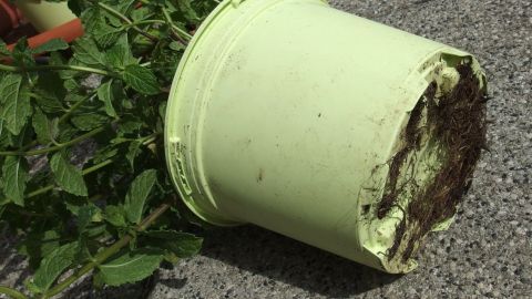Damit sich die Minze nicht gar so im Garten ausbreitet, einfach Minze in großen Töpfen (mit Bodenloch) in der Erde versenken. Ein hellgrüner Pflanztopf liegt auf dem Boden, umgeben von frischer Minze, die aus dem Topf wächst.