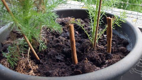 Ein Blumentopf mit kleinen Pflanzen, geschützt durch Holzstäbchen im Erde, um neugierige Katzen abzuhalten.