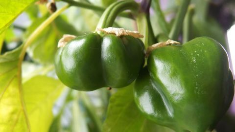 Grüne Paprika wachsen an einer Pflanze im Garten, gut sichtbar zwischen den Blättern, die üppig und gesund wirken.