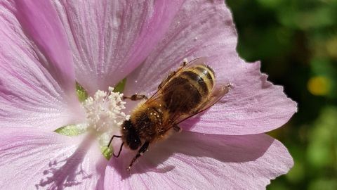 Eine Biene sitzt auf einer zarten, rosa Blüte und sammelt Nektar in einer grünen, sonnigen Umgebung.