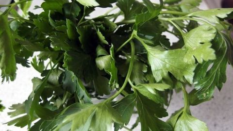 Frische Petersilie liegt bereit und wird zur Zubereitung eines gesunden Kreislauftrunks verwendet, umgeben von einer hellen Arbeitsfläche.