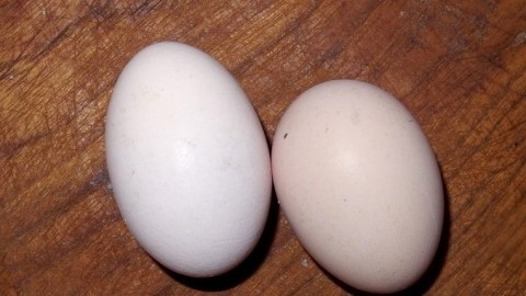 Ei kochen mit gewünschter Viskosität
