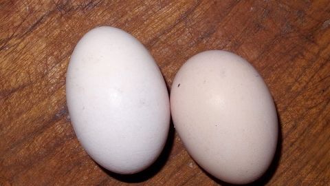 Zwei Eier liegen auf einem Holzbrett, bereit zum Kochen, um die gewünschte Viskosität zu erreichen.