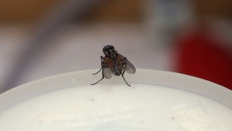 Eine Fliege sitzt auf einer weißen Oberfläche und ist auf der Suche nach Nahrung in einem vertrauten Innenraum.