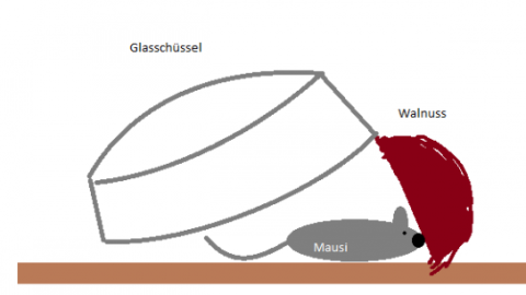 Eine Glasschüssel ist über eine graue Maus, die "Mausi" genannt wird, geneigt, angezogen von einer roten Walnuss als Köder.