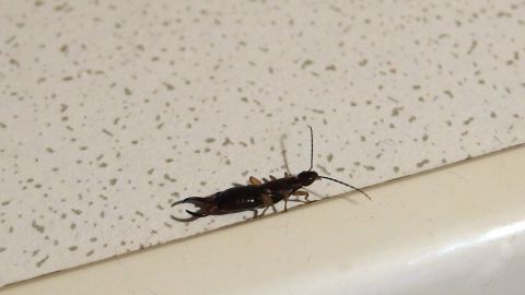 Ein Ohrenkneifer kriecht auf einer hellen, strukturierten Oberfläche und könnte dabei helfen, Läuse zu fressen.